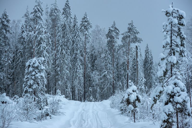 великий двор,вологодчина,кема,север,зима За делянкой. фото превью
