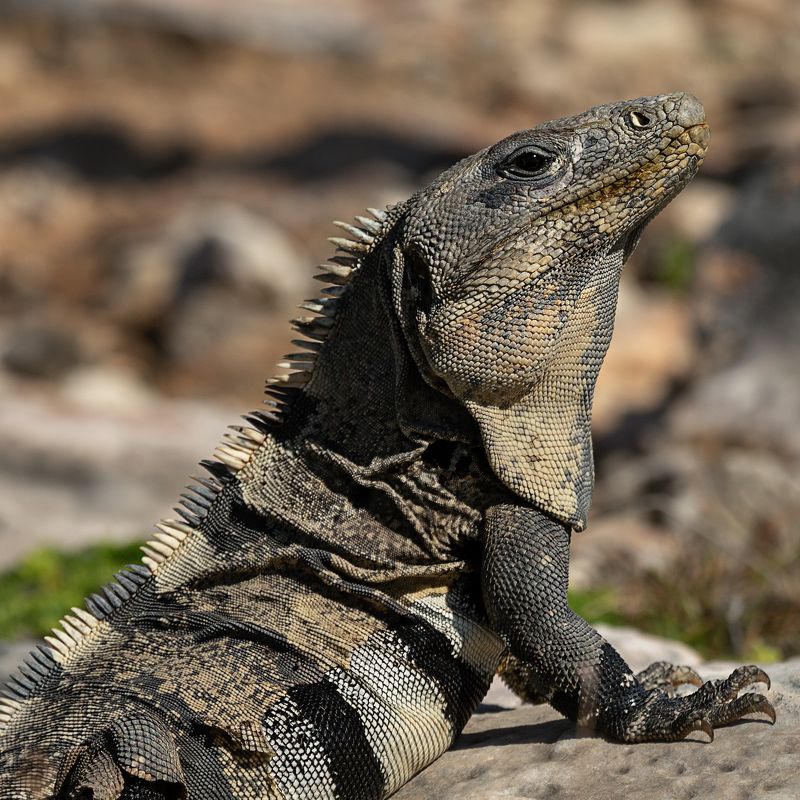 игуана Мексика остров Мухерес Америка Юкатан Mexico isla Mujeres Cancun Youcatan iguana  Игуана фото превью