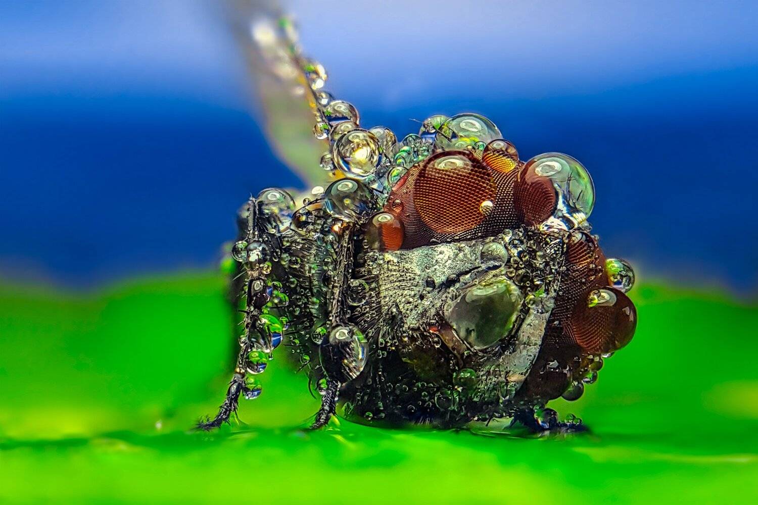 ceclii, macro, Tsvetan Ganev