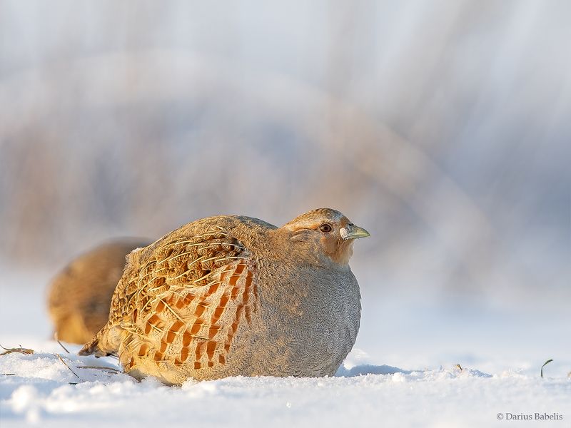 Серая куропатка фото превью