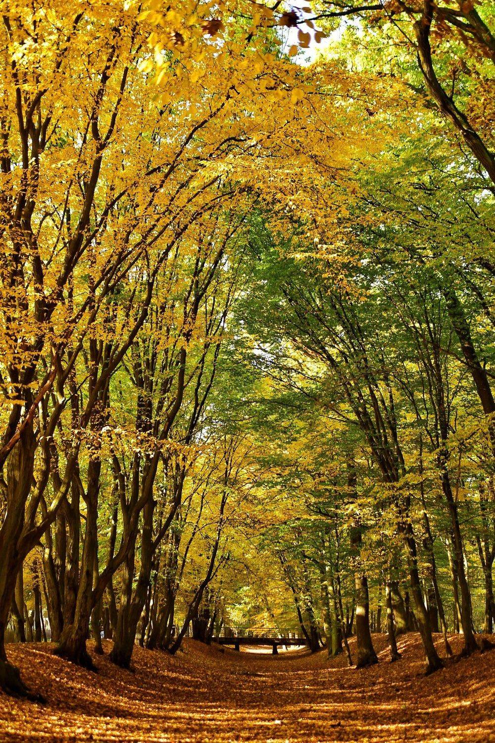 , Владимир Леликов-Кузьменко