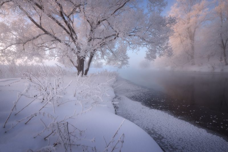 То самое дерево  фото превью