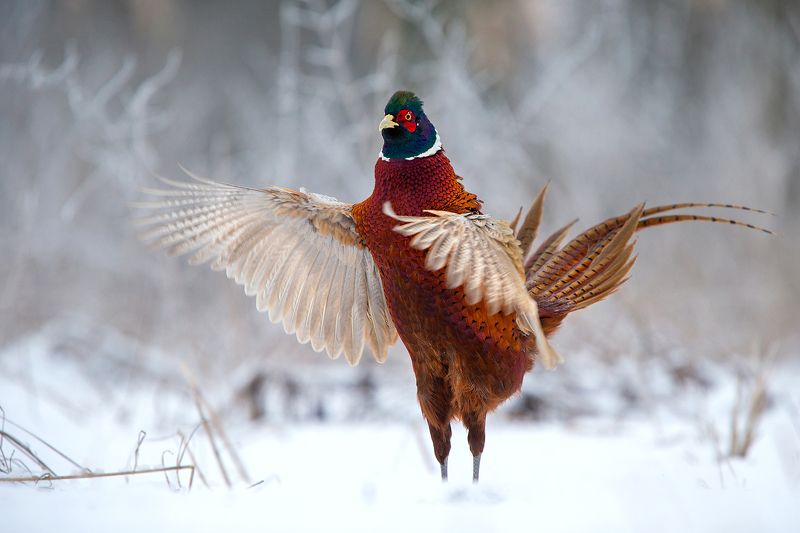 Morning gimnastic фото превью