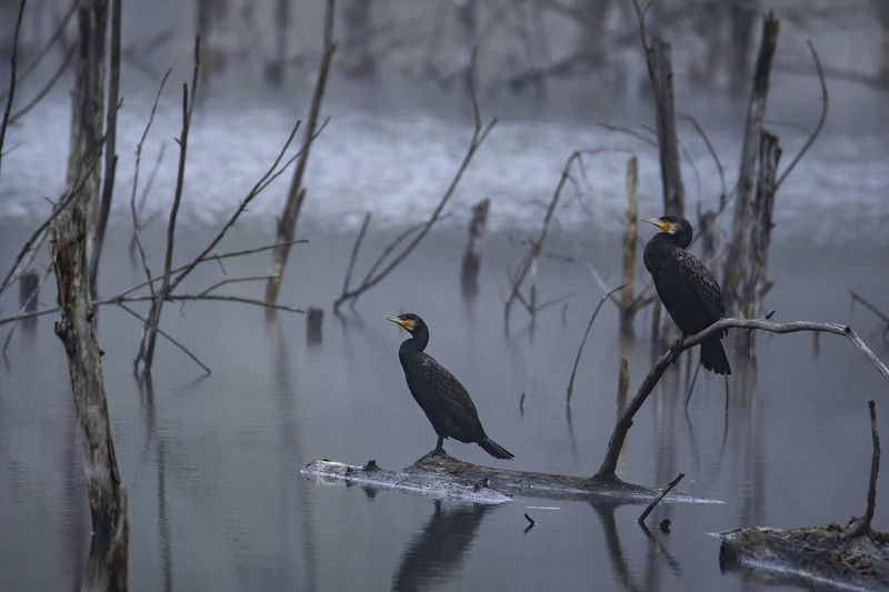 Phalacrocorax carbo фото превью