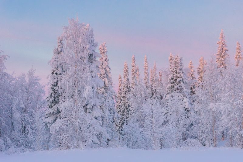 Лес севера фото превью