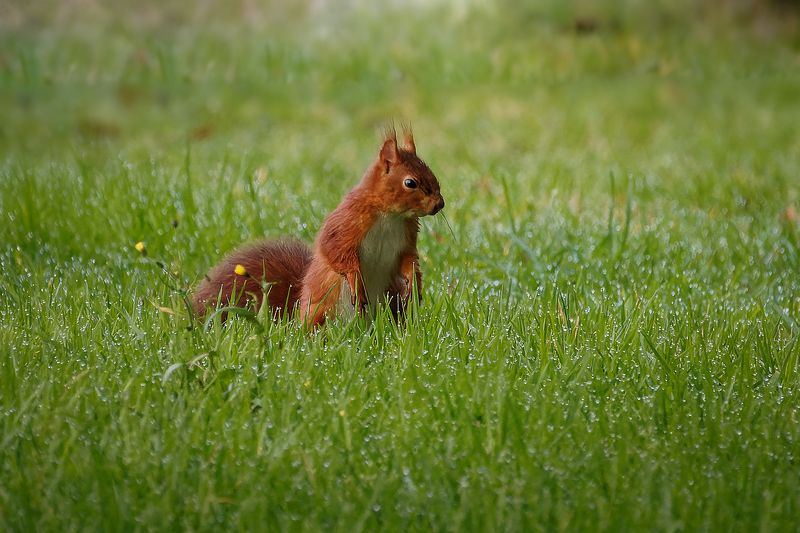 ecureuill: ecureuil roux: squirrel; red squirrel; animal; nature; Red squirrel in grass фото превью