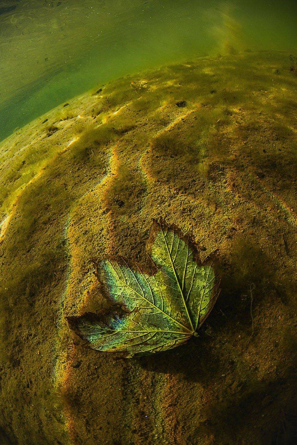 арт, подводный мир, калининград, широкий угол, Евгения Кирпиченкова (Клипп)