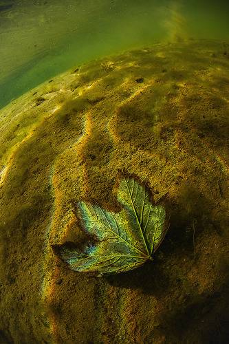 Подводный Арт