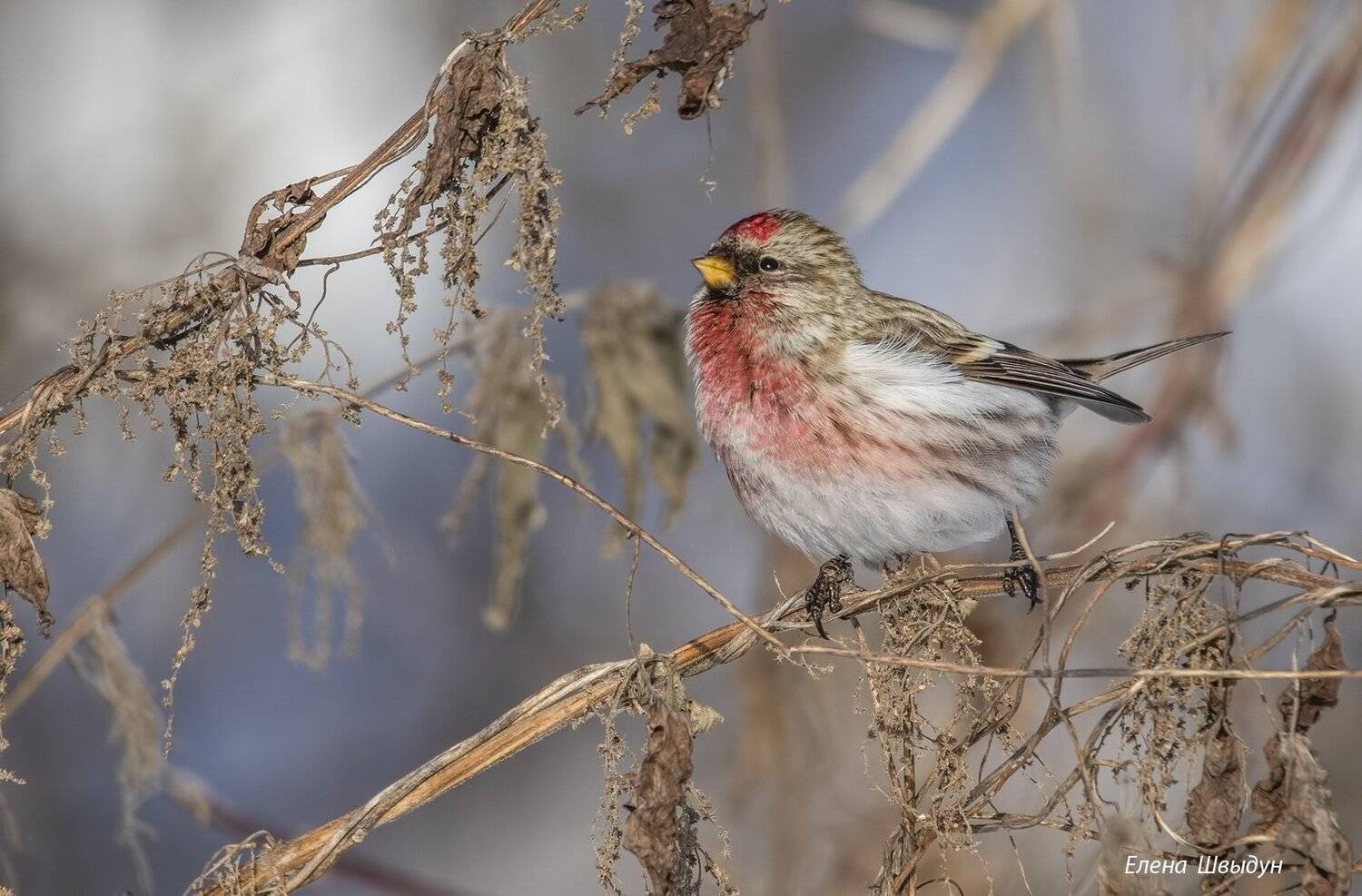 bird of prey, animal, birds, bird,  animal wildlife,  nature,  animals in the wild, common redpoll, redpoll, чечётка, обыкновенная чечётка, Елена Швыдун