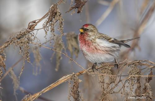 Common redpoll