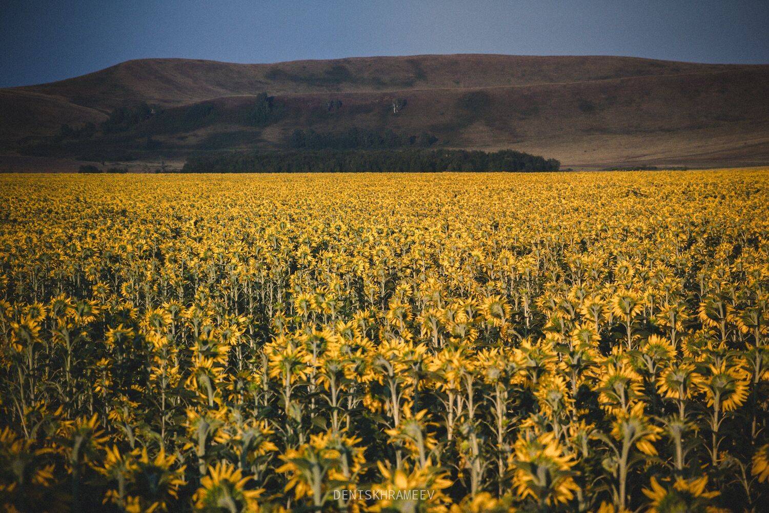 , Денис Храмеев