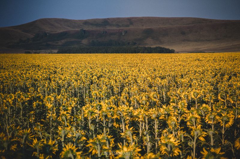 Подсолнухи фото превью
