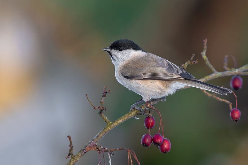 Czarnogłówka фото превью
