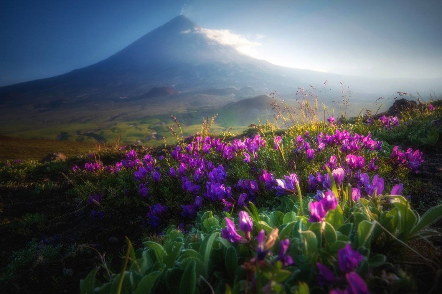 камчатка,ключевская,цветы,вулкан,kamchatka,vulkan, Алексей Кретов