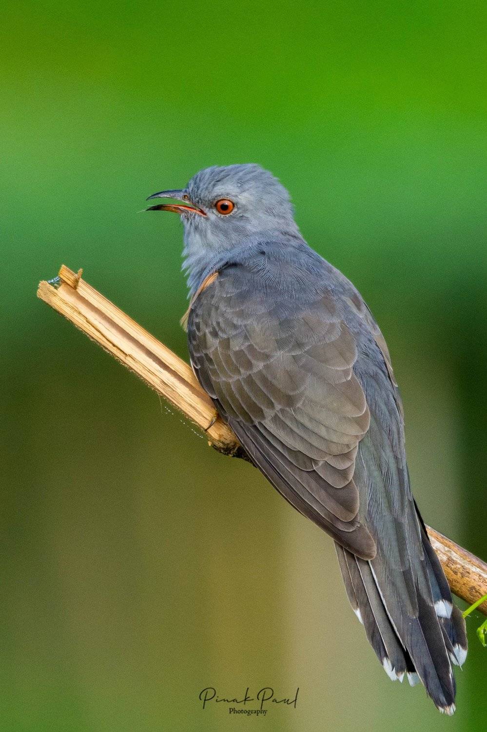 birds, bird, animal, wildlife, Pinak Paul