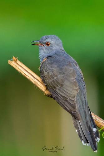 Plainitive Cuckoo