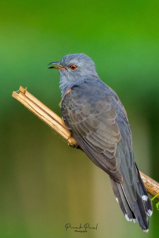 birds, bird, animal, wildlife Plainitive Cuckoo фото превью