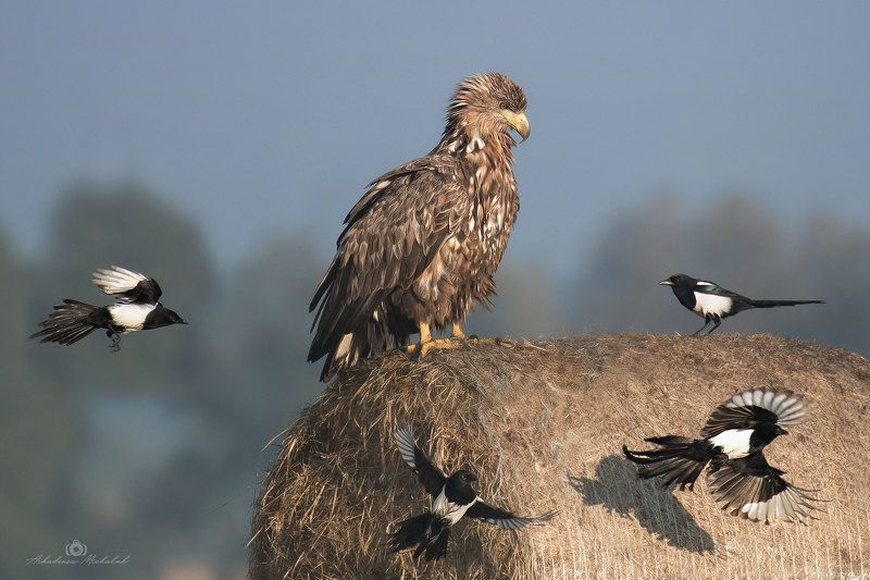 Bielik (Haliaeetus albicilla) фото превью