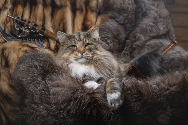 Норвежский Лесной Кот фото превью