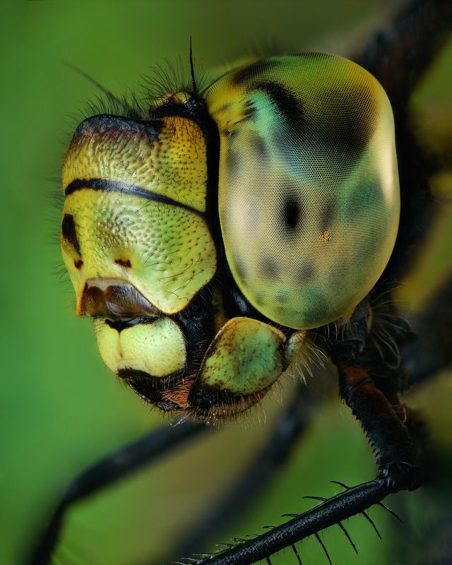 Ideal organism фото превью