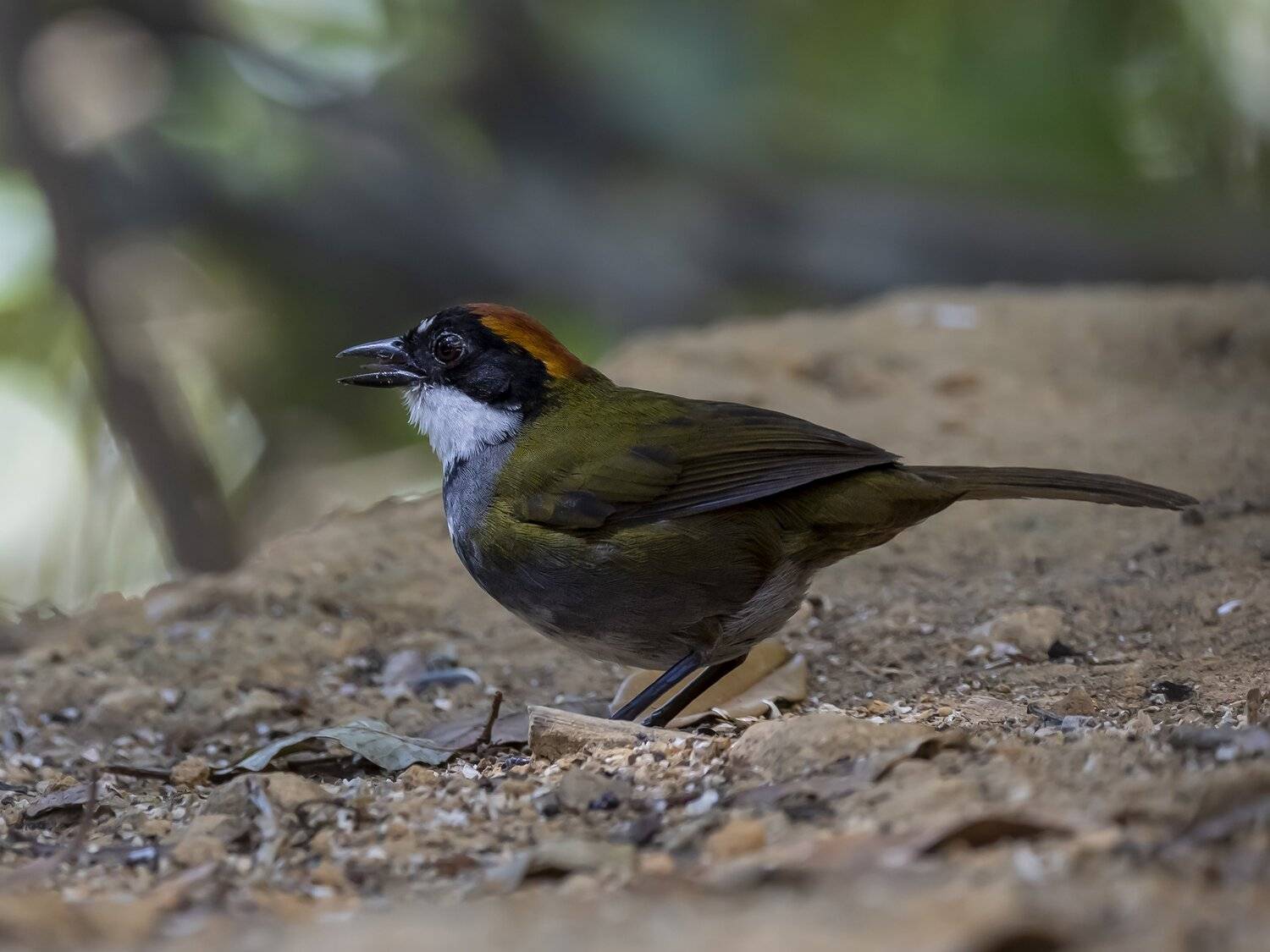 , Fernando Burgalin Sequeira