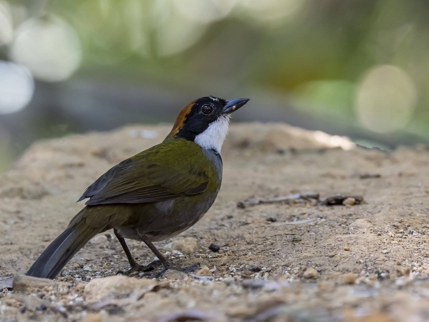 , Fernando Burgalin Sequeira