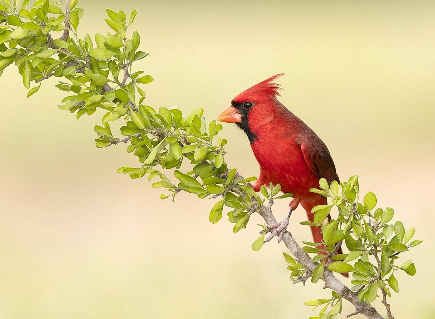красный кардинал, northern cardinal, cardinal,кардинал, Elizabeth Etkind