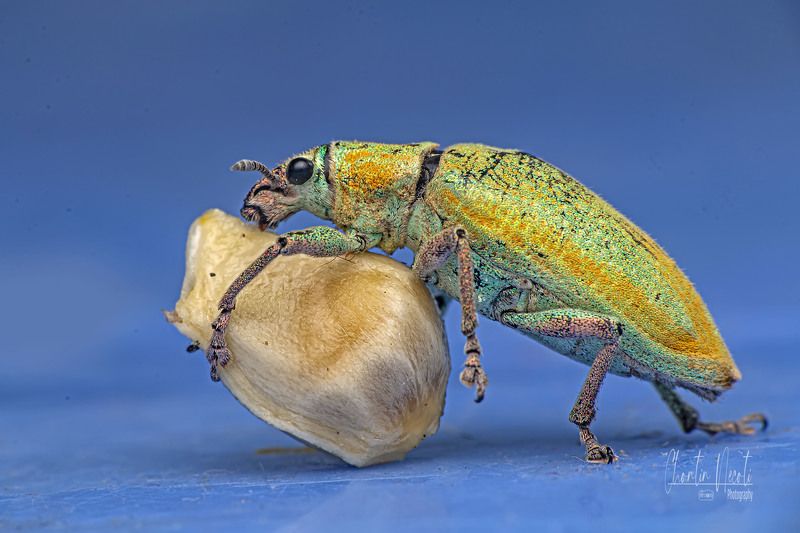 insect, macro, focus, animal, beauty, nature, garden, small, blue, light Bug фото превью