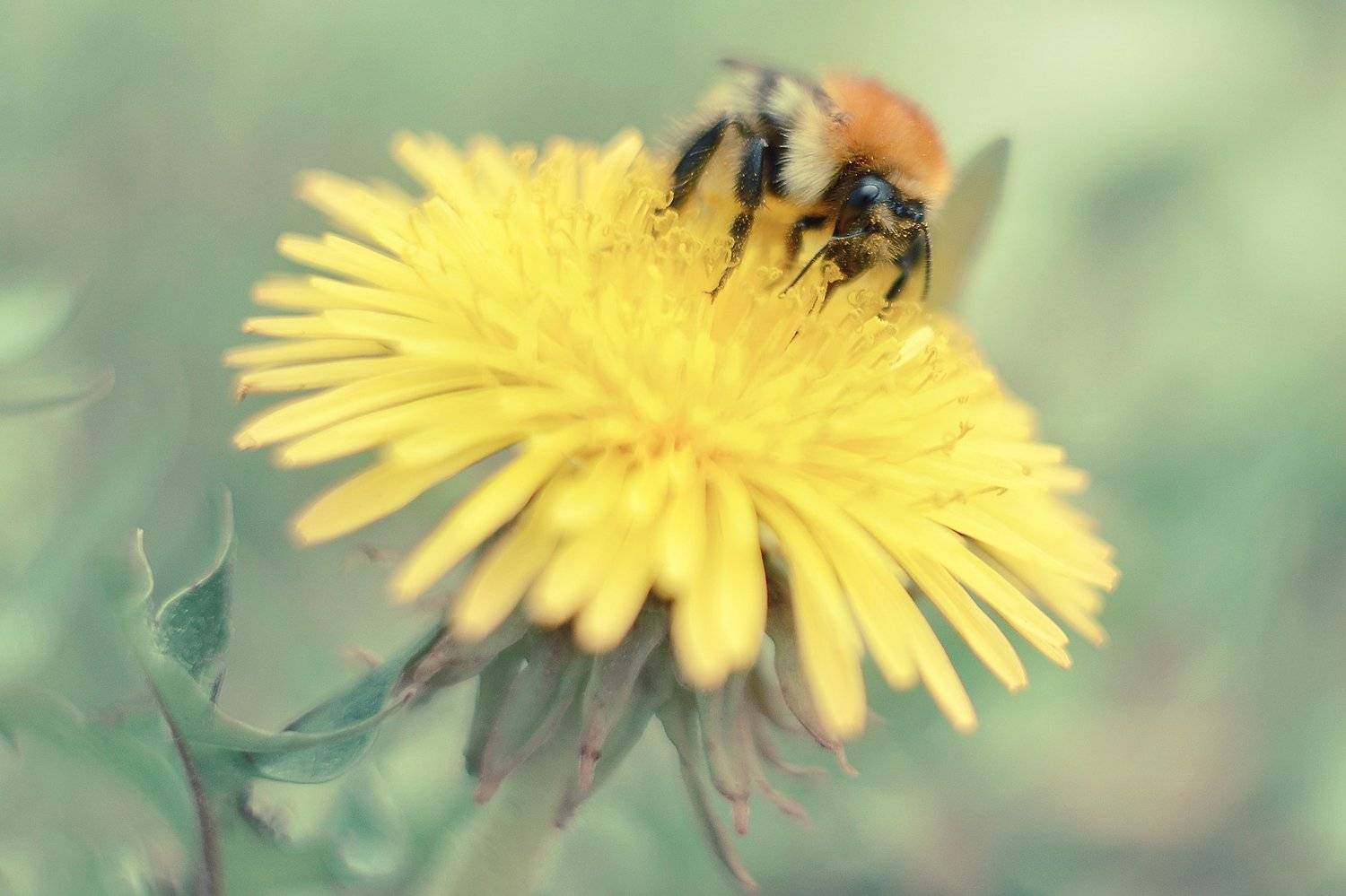 , Воинкова Ирина