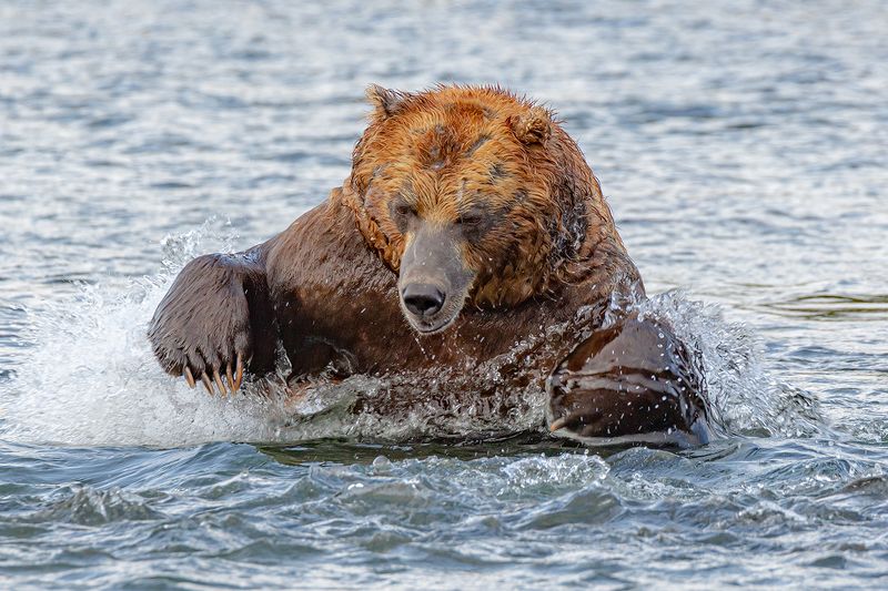 Камчатка, медведь, животные, природа, путешествие, фототур,  Бросок фото превью