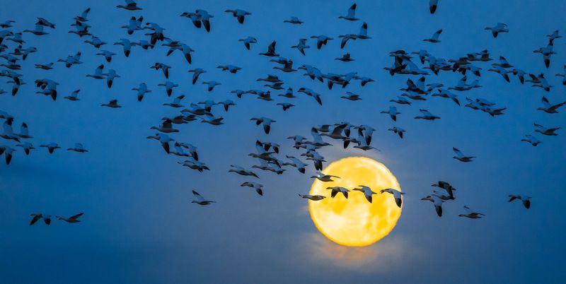 bosque del apache, geese, bird, gleb tarro, new mexico, moon, bird refugee Geese and Moon фото превью