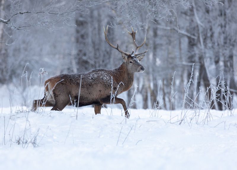 олень, снег, рога, В зимней тишине фото превью