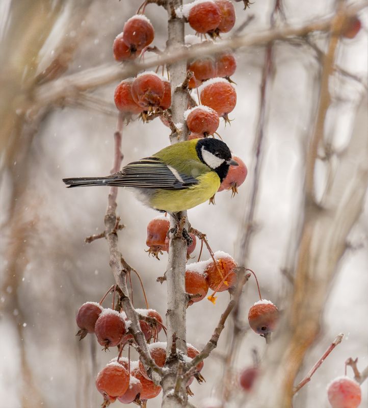 птица, синица, яблочки, зима, февраль, февральские яблочки.. фото превью
