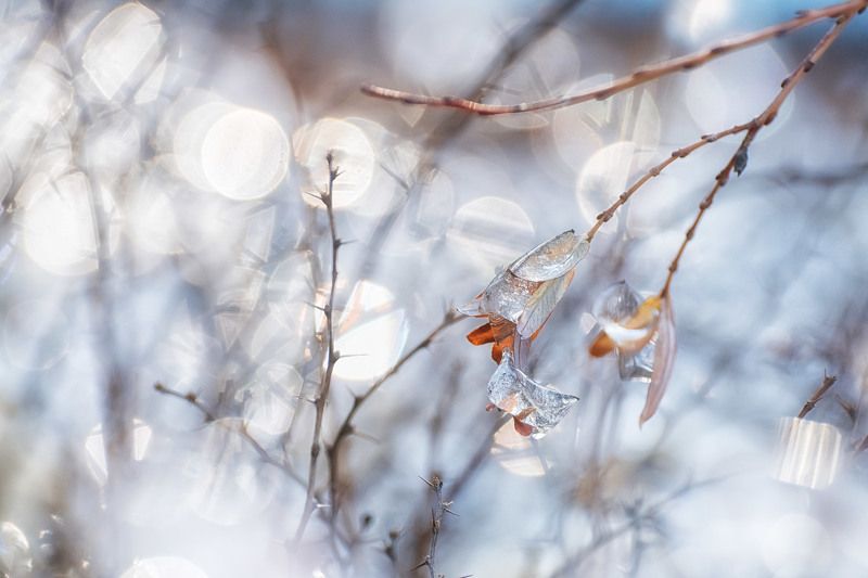 *** фото превью