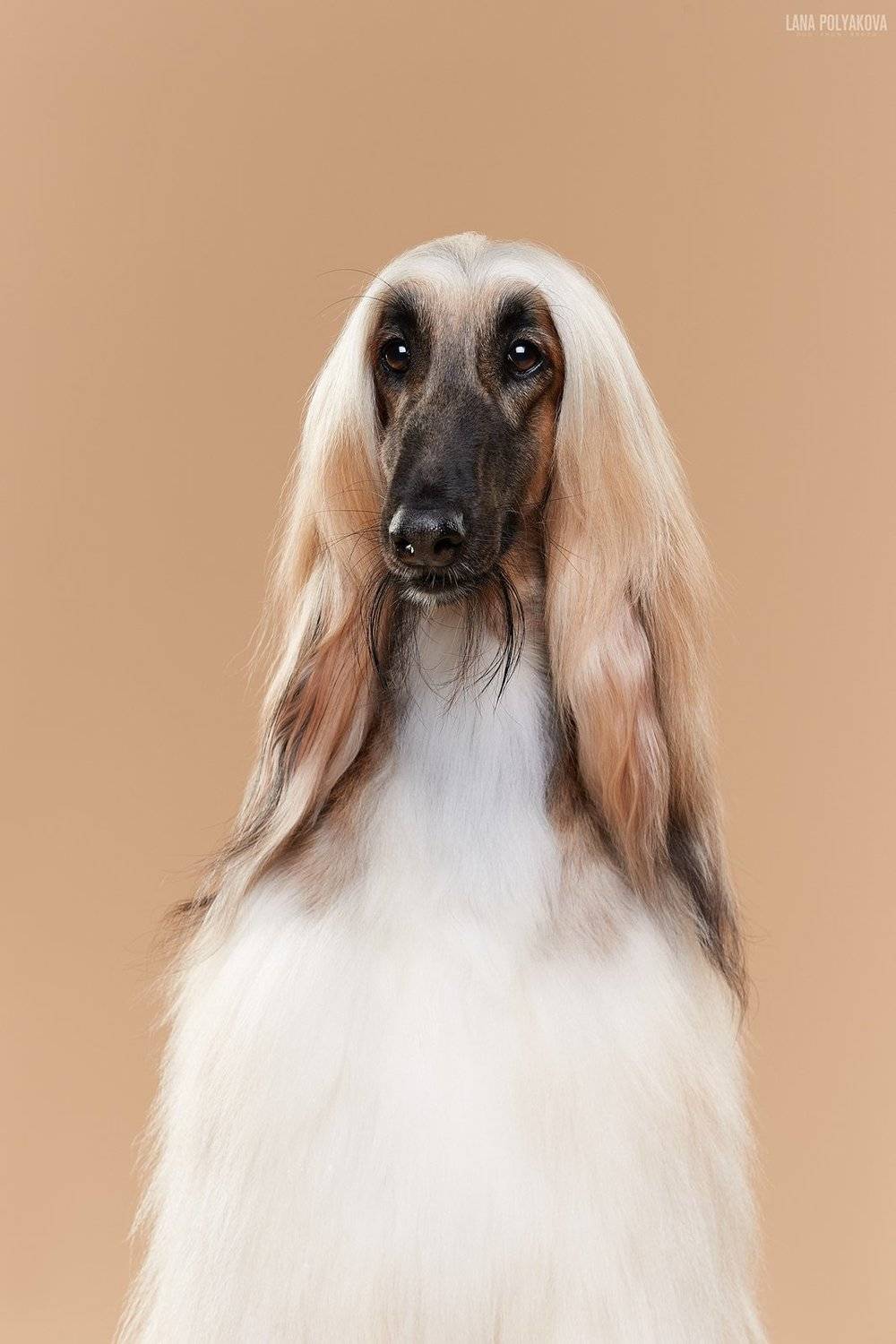 собака, афган, студия, Лана Полякова