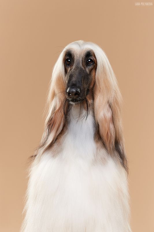 собака, афган, студия Мишель фото превью