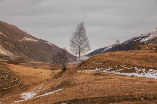 Береза в горах..