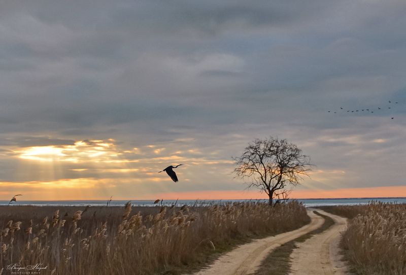 азов, сиваш, закат, вечер, цапля, птицы, зима, январь Закат и цапля на взлёте фото превью