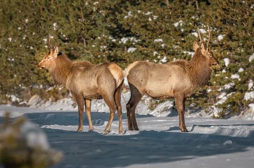 Молодые маралы