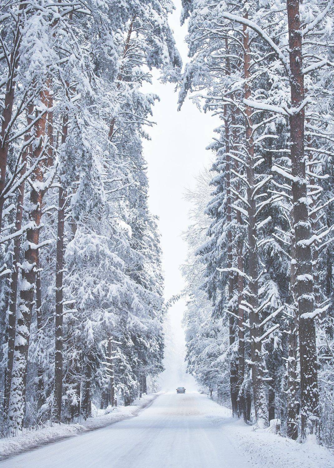 , Антон Кононов