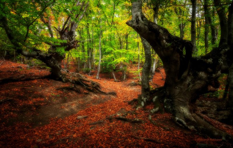 Часовые букового леса фото превью