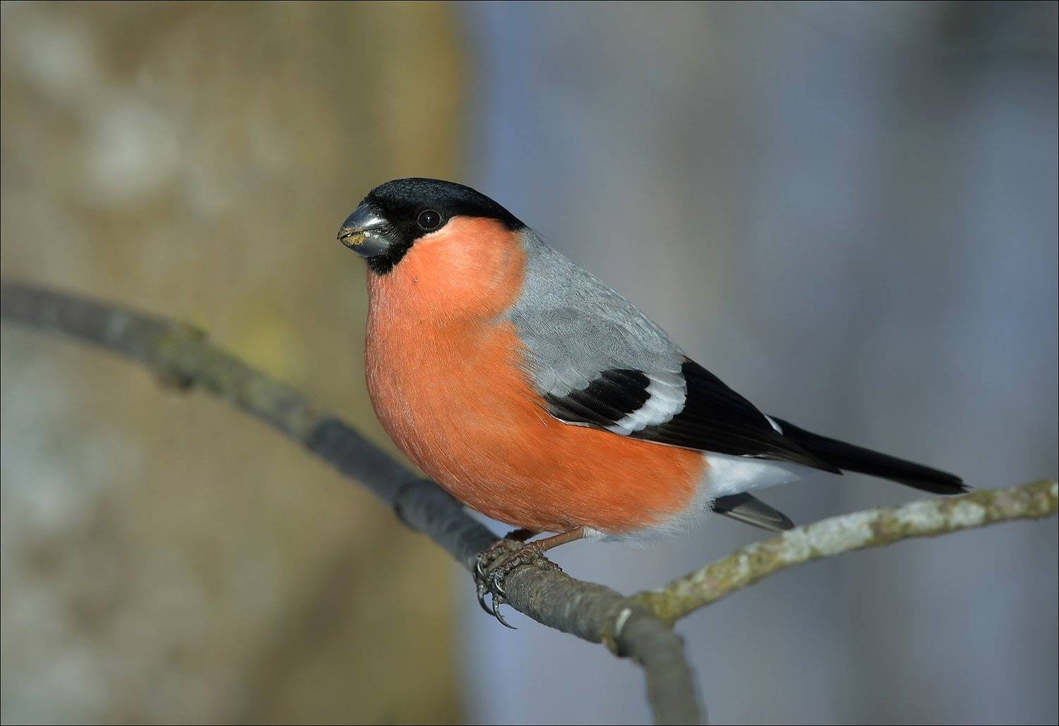 снегирь, Андрей Медведев
