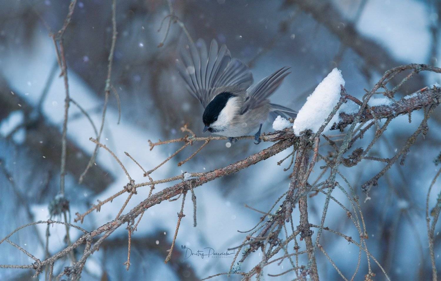 природа, лес, поля, огороды, животные, птицы, макро, Дмитрий Посевич