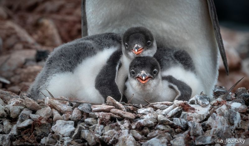 Милота) фото превью