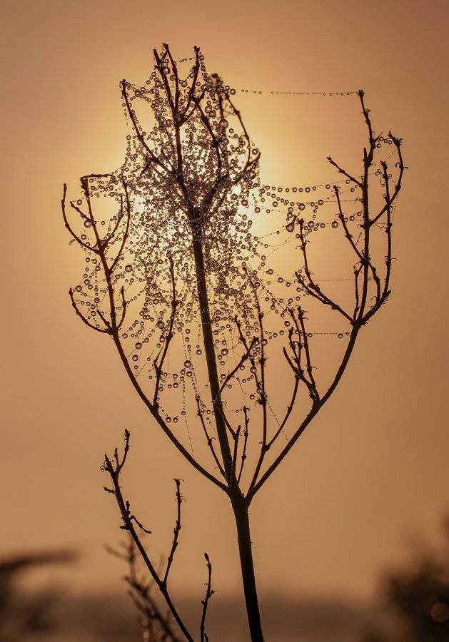 паутина, роса, сухое растение., Чепленко Алексей
