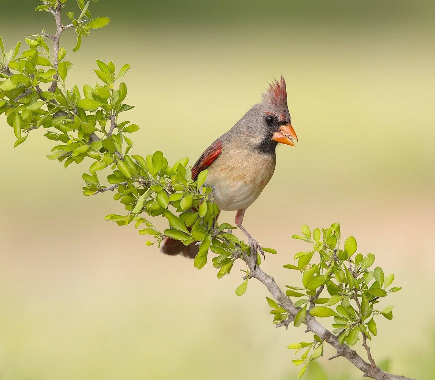 красный кардинал, northern cardinal, cardinal,кардинал, Elizabeth Etkind