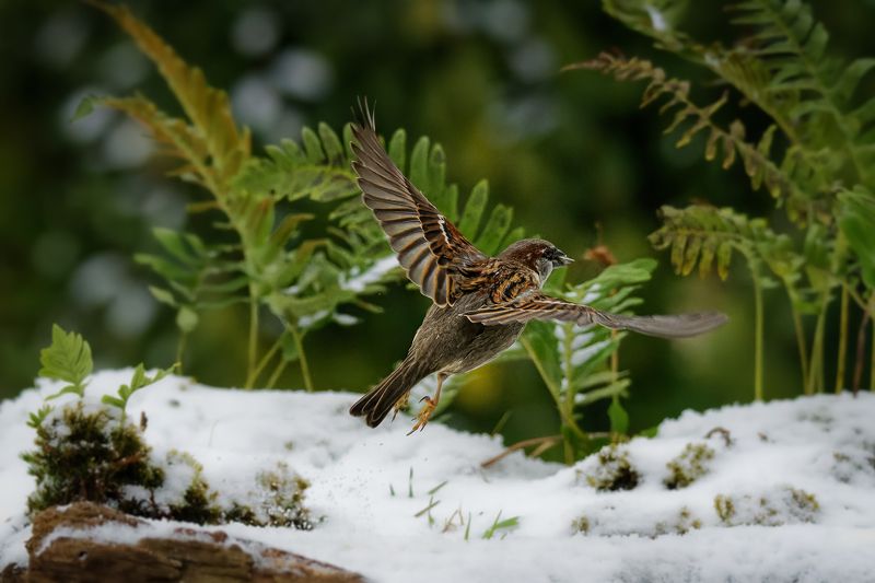 house sparrow; bird; moineau; flight; uplanding L\'envol фото превью