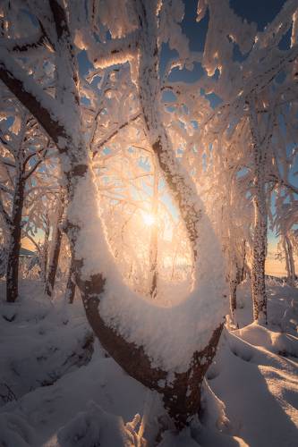 The Tree of light
