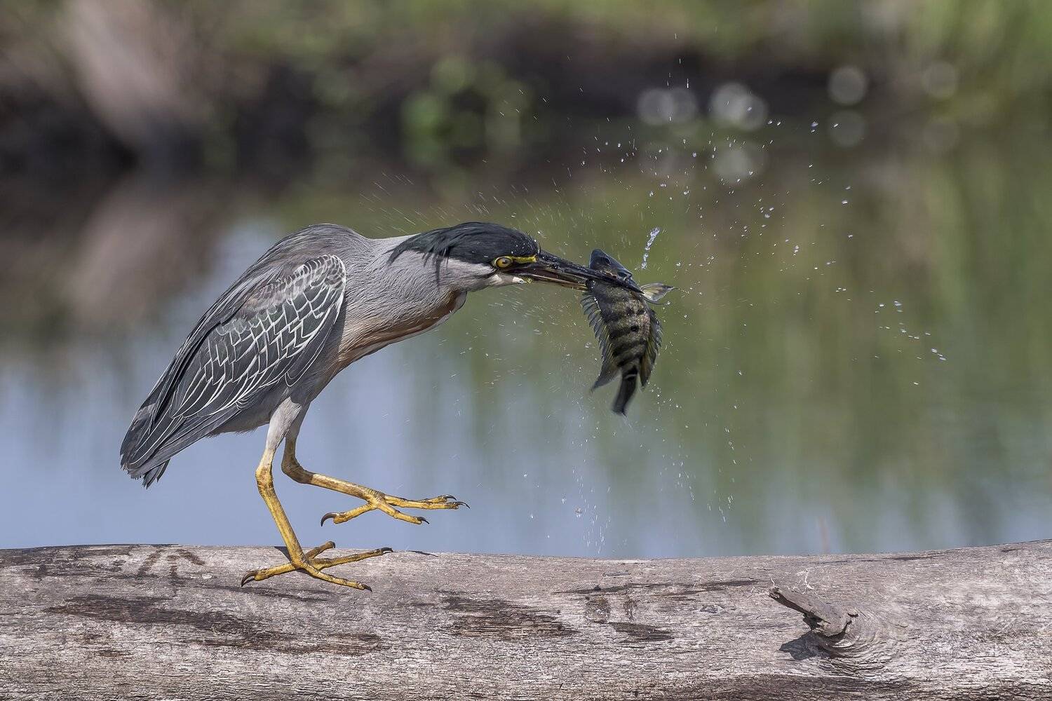 , Fernando Burgalin Sequeira