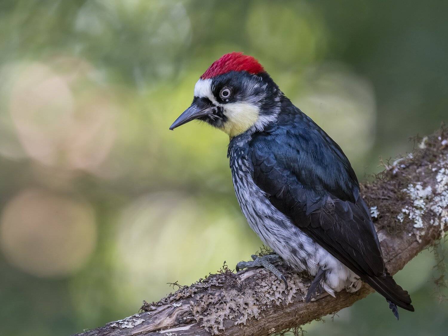 , Fernando Burgalin Sequeira